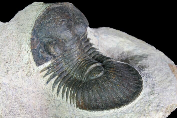 Bargain, Paralejurus Trilobite - Atchana, Morocco #119625